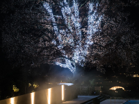 Tree Light LED 24V | 840 LEDs | 67,2W | 6500K | kaltweiß | Kabel grün | 2x63m | IP44 |