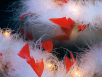 LED-Lichterkette - verleiht jedem Raum eine geheimnisvolle Atmosphäre